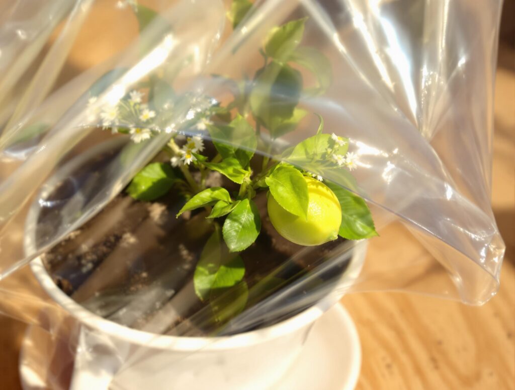 Materials Needed to Grow Lemon in a Cup