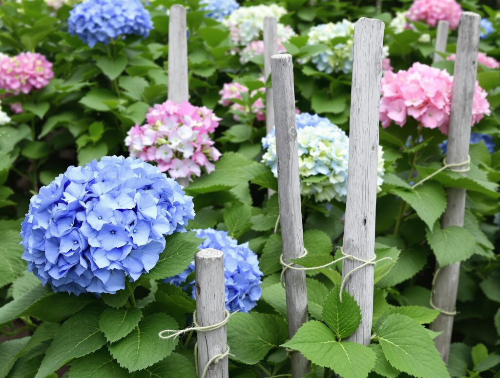 Supporting Heavy Blooms