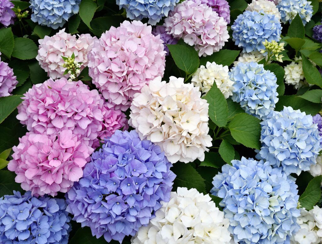 Spring hydrangea care
